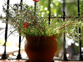 小猪草在黏土罐里图片