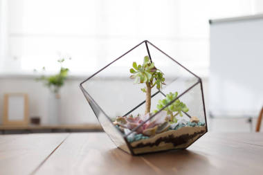 florarium 與肉質(zhì)石的圖像