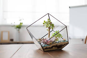 florarium 与肉质石的图像