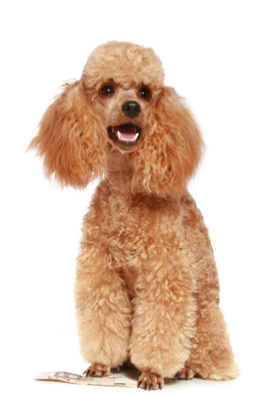 小杏贵宾犬