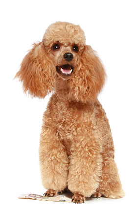 小杏贵宾犬