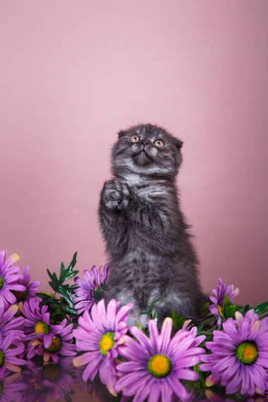 小猫苏格兰品种