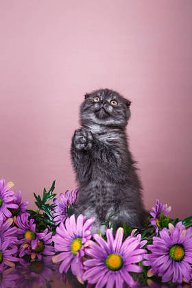 小猫苏格兰品种