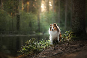 牧羊犬狗在森林里照片