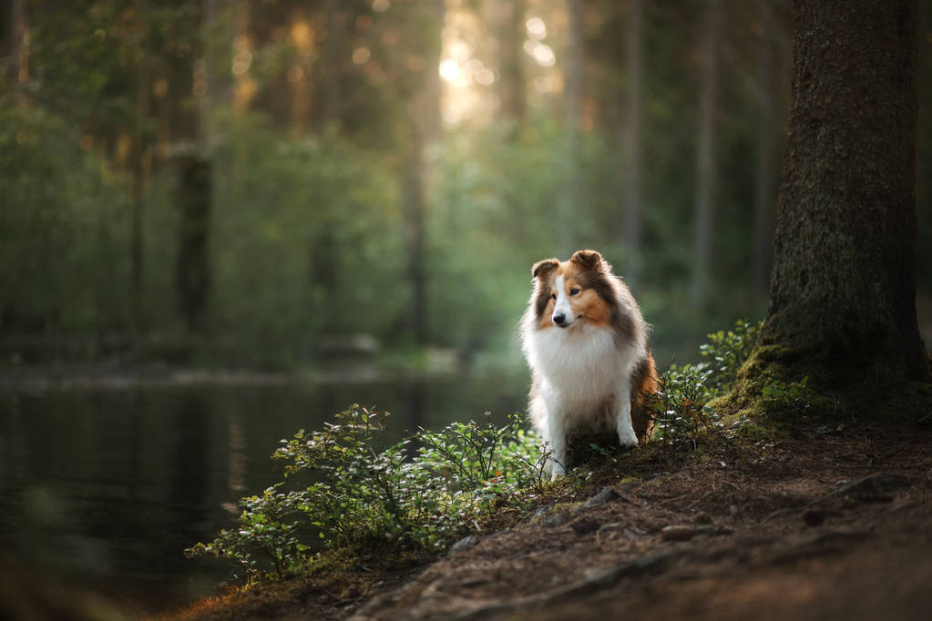 牧羊犬狗在森林里照片