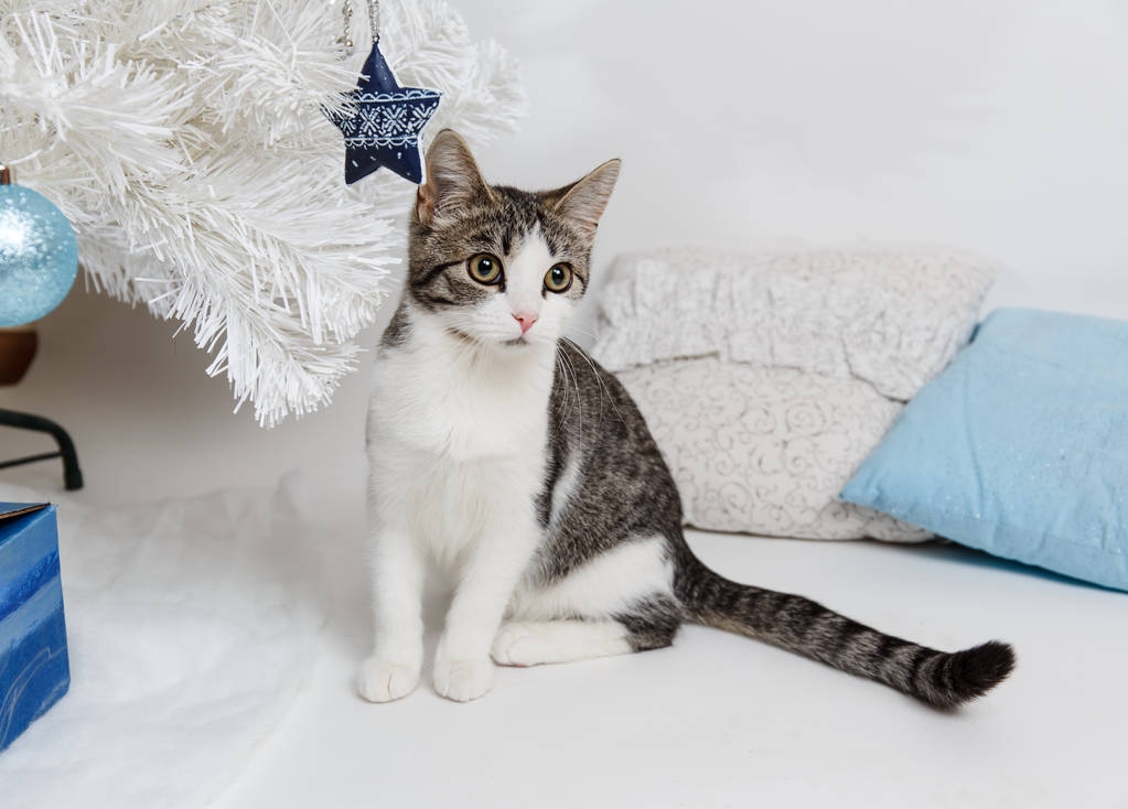 可爱的猫坐在新年树下图片