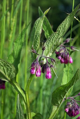 symphytum 铁皮.图片