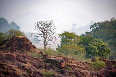 美麗的印度風(fēng)景在鄂保護(hù)區(qū)