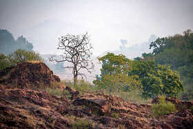 美丽的印度风景在鄂保护区