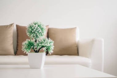 桌上的花瓶植物