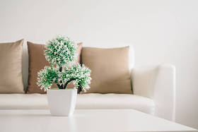 桌上的花瓶植物