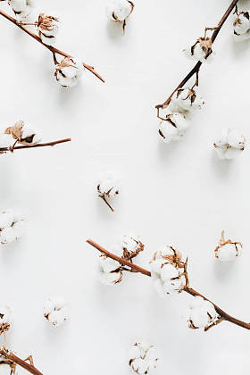 棉枝和芽图案在白色。平躺, 顶部视图