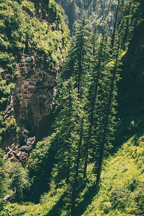 美丽的绿树生长在高山, 印度喜马拉雅, 唐山口