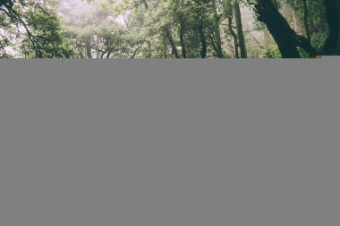 美麗雄偉的樹(shù)木和巖石足跡在印度喜馬拉雅, 達(dá)蘭薩拉, Baksu