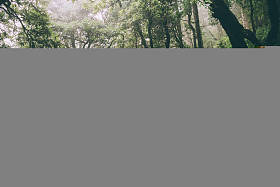 美丽雄伟的树木和岩石足迹在印度喜马拉雅, 达兰萨拉, Baksu