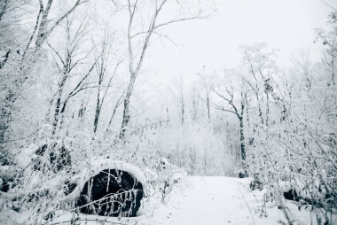 蓝天白云下的美丽冬日森林