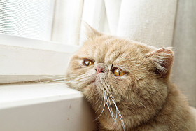 注册会计师猫通过一个窗口看图片