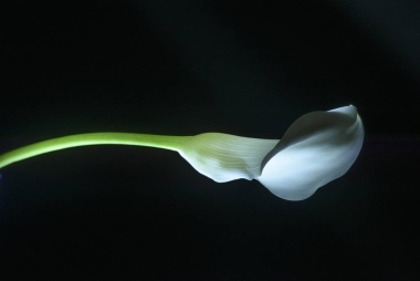 美麗的馬蹄蓮百合花分離黑色圖片