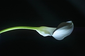 美丽的马蹄莲百合花分离黑色图片