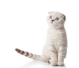 苏格兰折耳猫品种照片