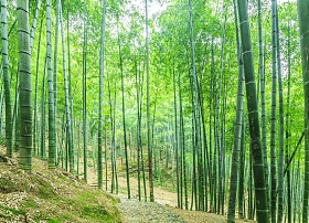 竹林照片