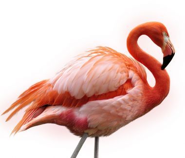 粉紅色的火烈鳥