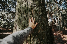 人拥抱树树皮