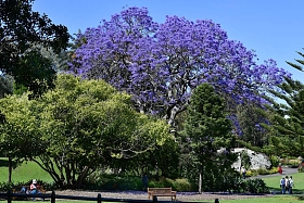 澳大利亚新南威尔士州悉