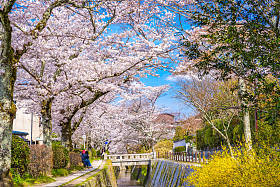在春天，日本京都