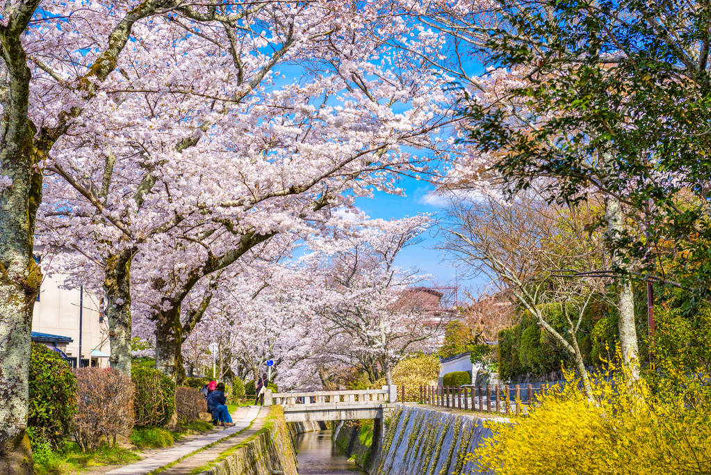 在春天，日本京都