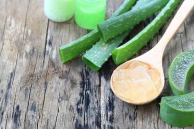 木地板鲜芦荟片.照片