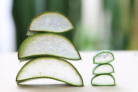 木地板鲜芦荟片.图片