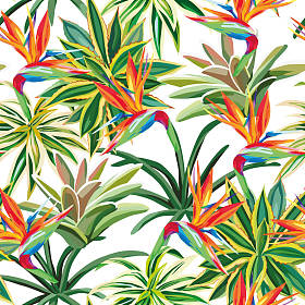 仙人球鸟花无缝花纹白色 backgroun