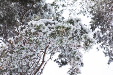 森林里覆蓋著雪的樹(shù)枝照片