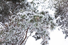 森林里覆盖着雪的树枝照片