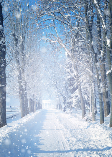 美麗的冬天風(fēng)景與雪覆蓋的樹木