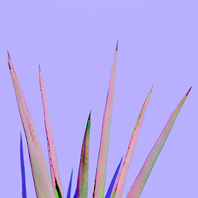 芦荟植物户外最小设计