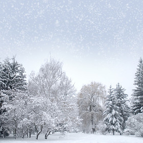 与雪的白色圣诞森林