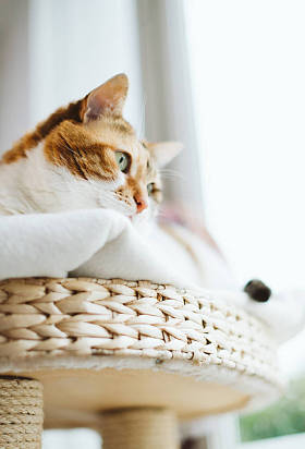 从猫树看窗口的妇女