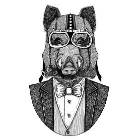 报纸, 野猪, 猪, 野猪, 报纸。动物穿夹克与弓领带和车手头盔或 aviatior 头盔。优雅的摩托骑手图像为纹身, t-shirt, 徽章, 徽章, 标志, 补