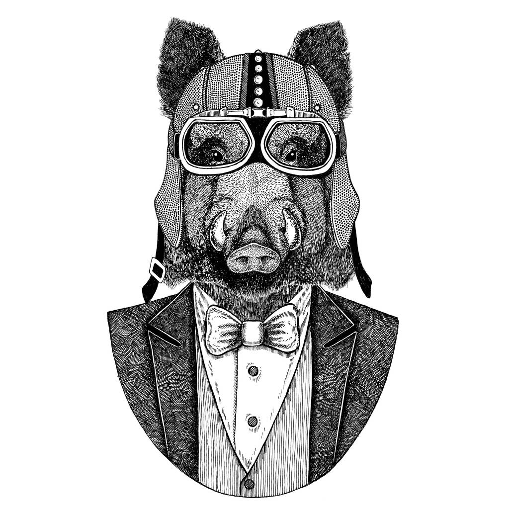 报纸, 野猪, 猪, 野猪, 报纸。动物穿夹克与弓领带和车手头盔或 aviatior 头盔。优雅的摩托骑手图像为纹身, t-shirt, 徽章, 徽章, 标志, 补