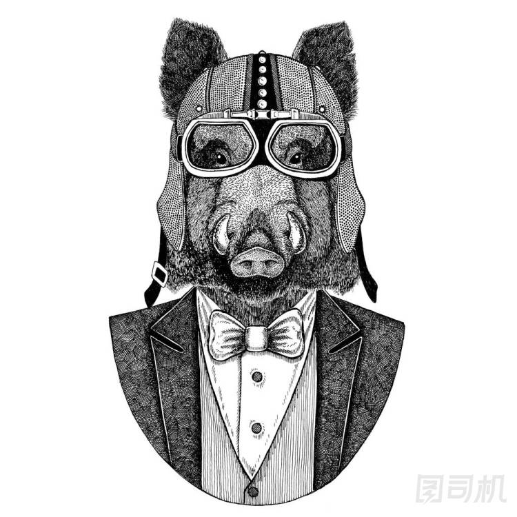報紙, 野豬, 豬, 野豬, 報紙。動物穿夾克與弓領(lǐng)帶和車手頭盔或 aviatior 頭盔。優(yōu)雅的摩托騎手圖像為紋身, t-shirt, 徽章, 徽章, 標(biāo)志, 補