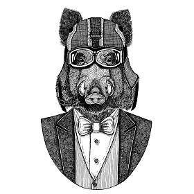 报纸, 野猪, 猪, 野猪, 报纸。动物穿夹克与弓领带和车手头盔或 aviatior 头盔。优雅的摩托骑手图像为纹身, t-shirt, 徽章, 徽章, 标志, 补