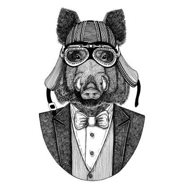 報(bào)紙, 野豬, 豬, 野豬, 報(bào)紙。動(dòng)物穿夾克與弓領(lǐng)帶和車手頭盔或 aviatior 頭盔。優(yōu)雅的摩托騎手圖像為紋身, t-shirt, 徽章, 徽章, 標(biāo)志, 補(bǔ)丁