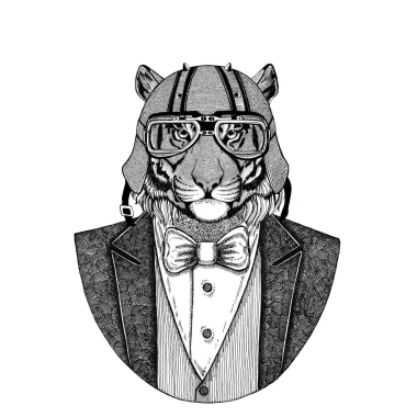 野生老虎動物穿夾克與弓領帶和車手頭盔或 aviatior 頭盔。優(yōu)雅的摩托車手, 摩托騎手, 飛行員。圖像為紋身, t-shirt, 徽章, 徽章, 標志, 補