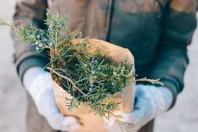 带云杉树枝的纸袋图片