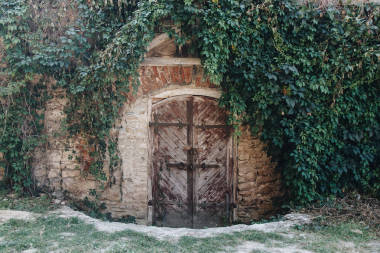 舊木門的常春藤