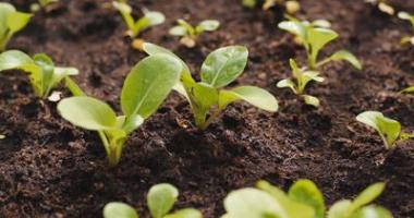 農(nóng)場的新芽關(guān)閉