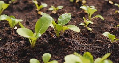 農(nóng)場的新芽關(guān)閉