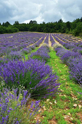 法国薰衣草田地